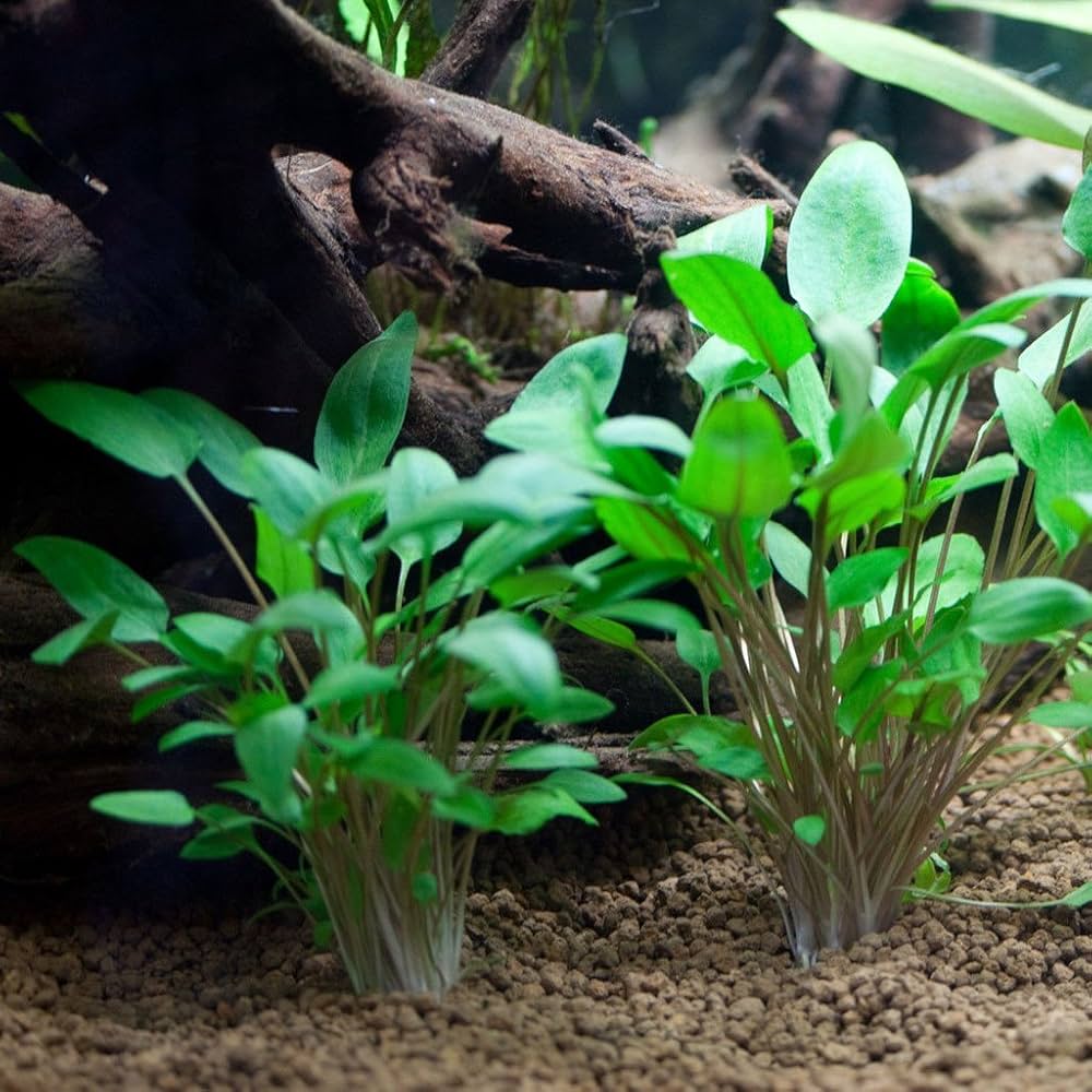 3 x bunch of Cryptocoryne, Cryptocoryne mix, different types